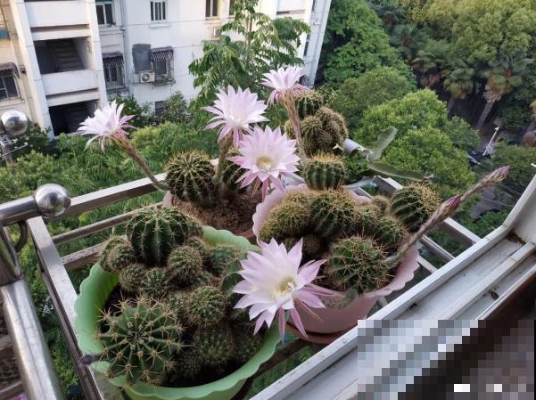 这6种花咋养都不死，家里挤得没空地儿，太能长了！