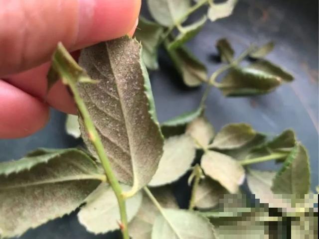 花盆旁边飞虫子，赶紧用药杀，现在用刚刚好