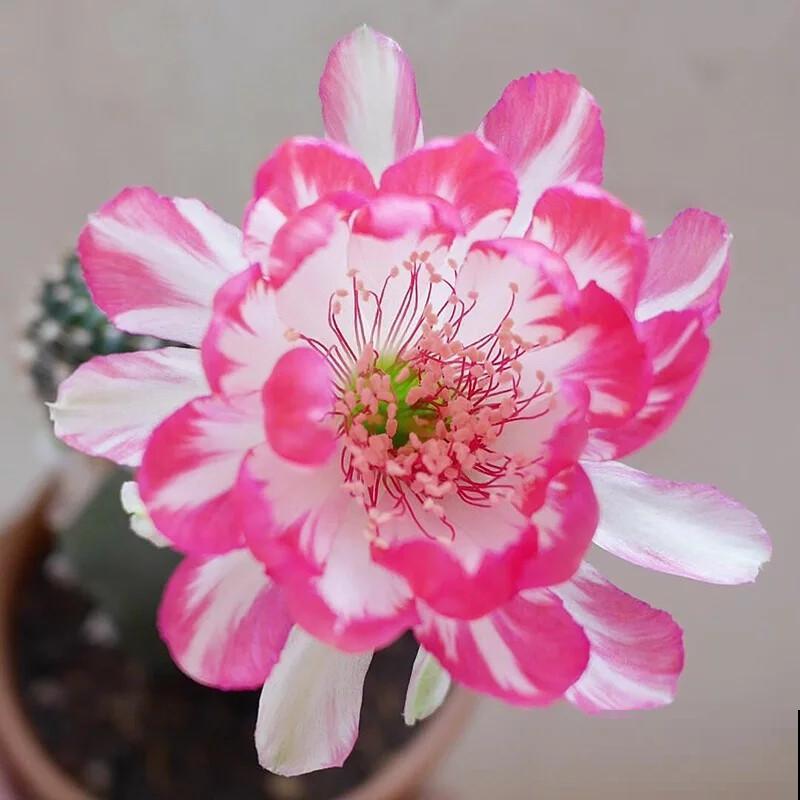 这花一年只开一次，一次只开一天，花朵却比牡丹还惊艳！