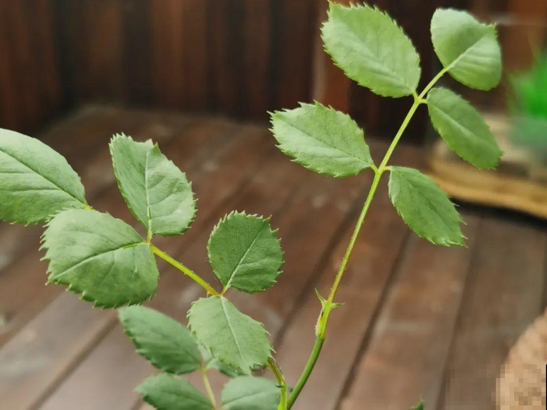 家里有这花，可以控制开花，想开几次都行！