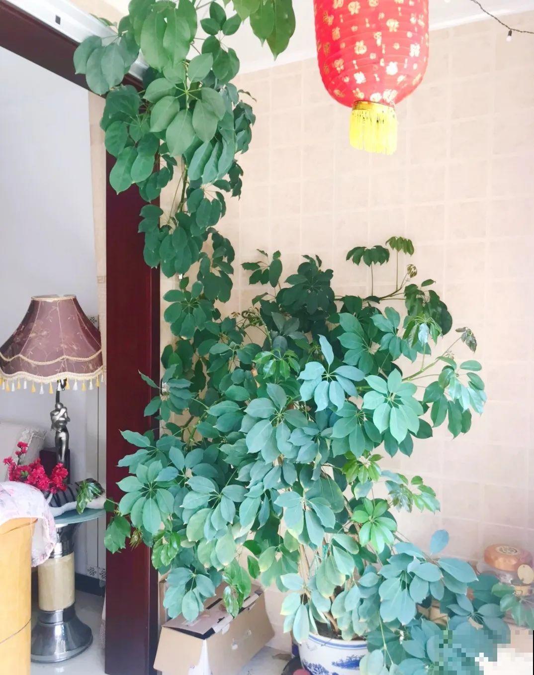 居家养花有讲究，一间房养一盆，干净又养人