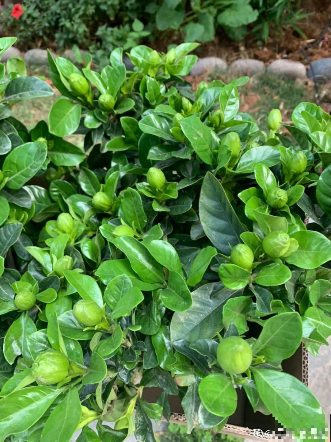 春天养月季，土里埋点小豆豆，呼呼冒出大花苞