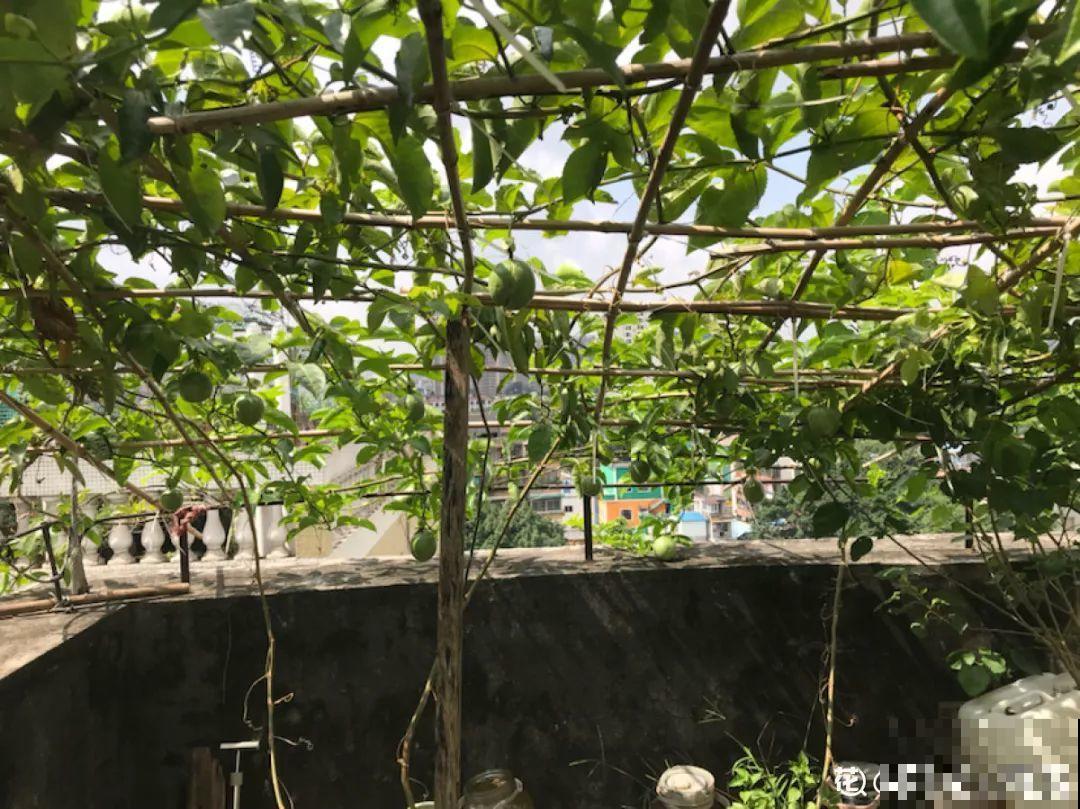 18种果树，最适合家养，风水好果子甜！