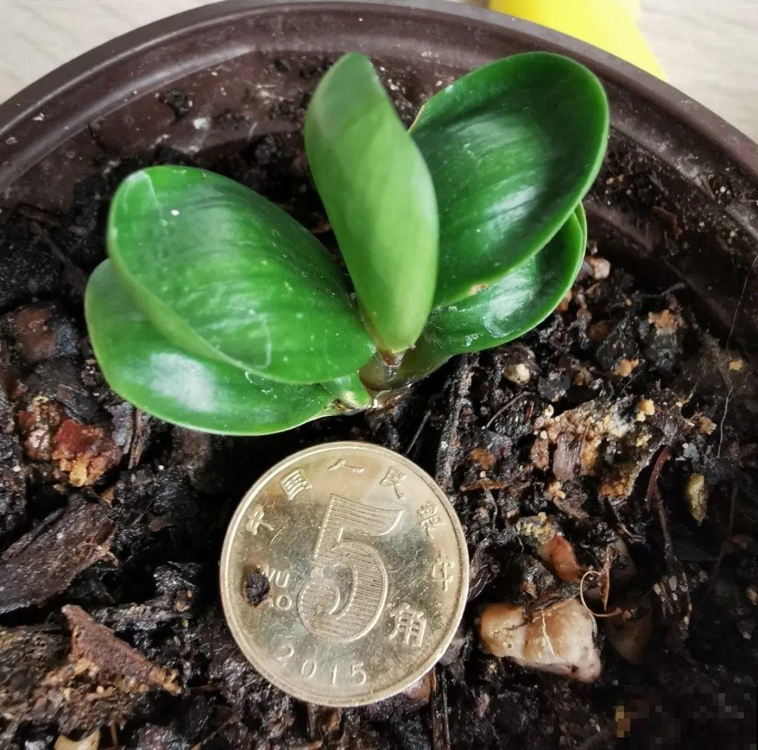 君子兰越小越值钱，养了4年，只有硬币大！