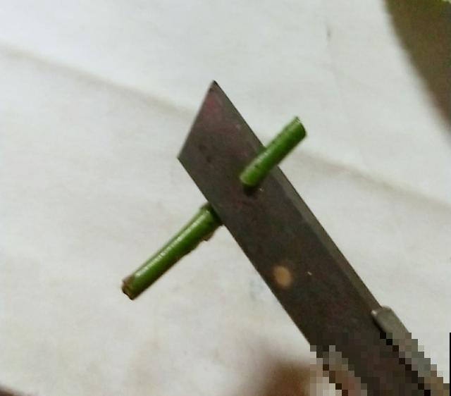 普通的月季苗，他养2年，变成一棵大花树，咋做到的？