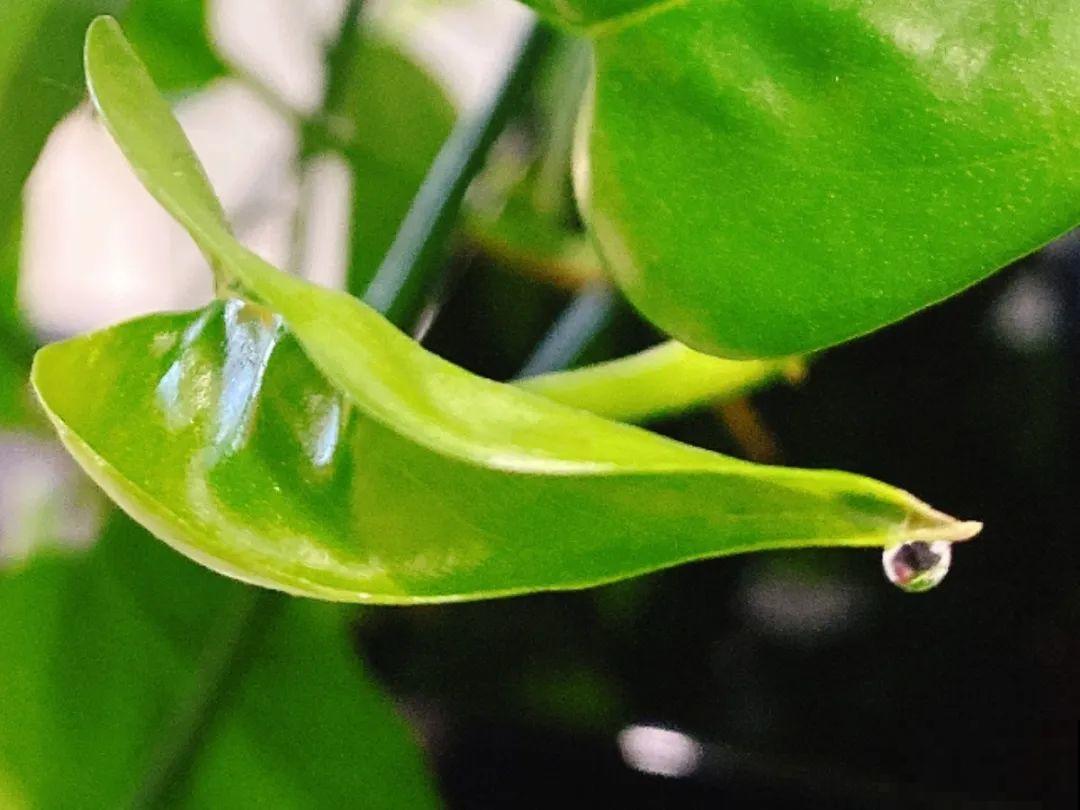 花叶子噗噗冒水珠，恭喜你，把花养灵了！