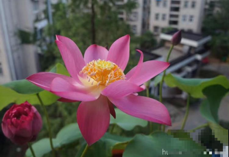 2种花浇不死，越浇水越疯长，一缺水就蔫！