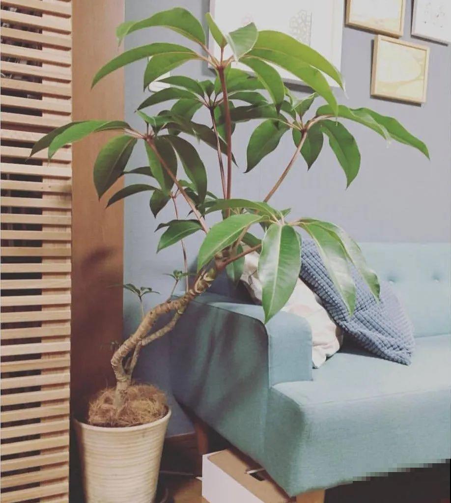 有品位的人，都爱这10种花，养一盆特有面子！