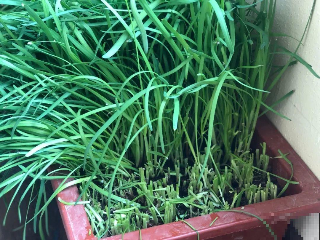 10种菜，阳台就能养，蹭蹭长满一盆，都快吃不了了