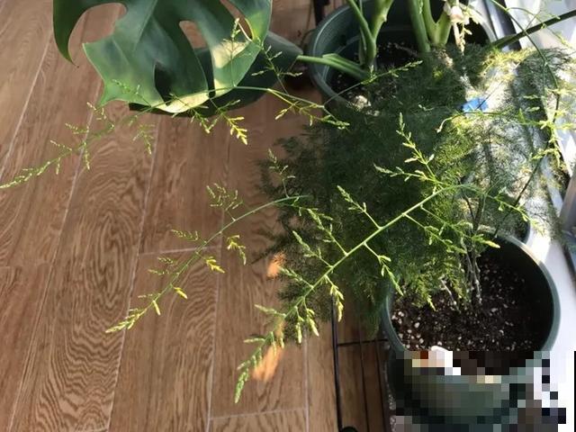 嫌花长得丑，趁现在砍头，2个月脱胎换骨！
