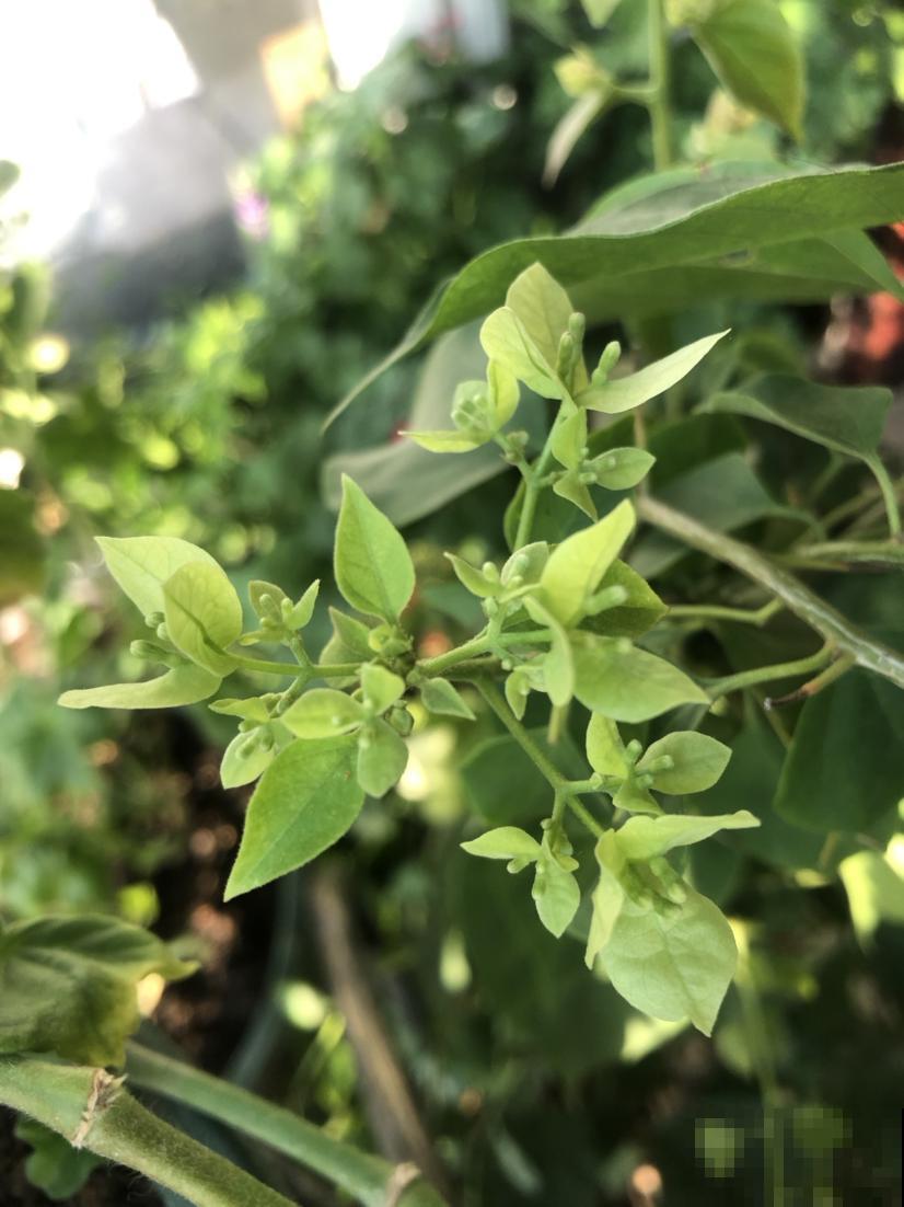 种花只长叶不开花，狠心剪一剪，呼呼长爆盆