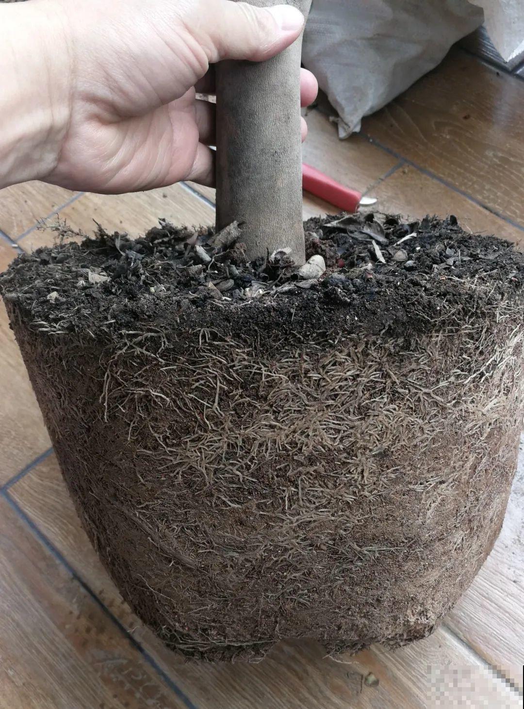 换盆的最佳时机到了，换完花儿就疯长，错过会后悔！