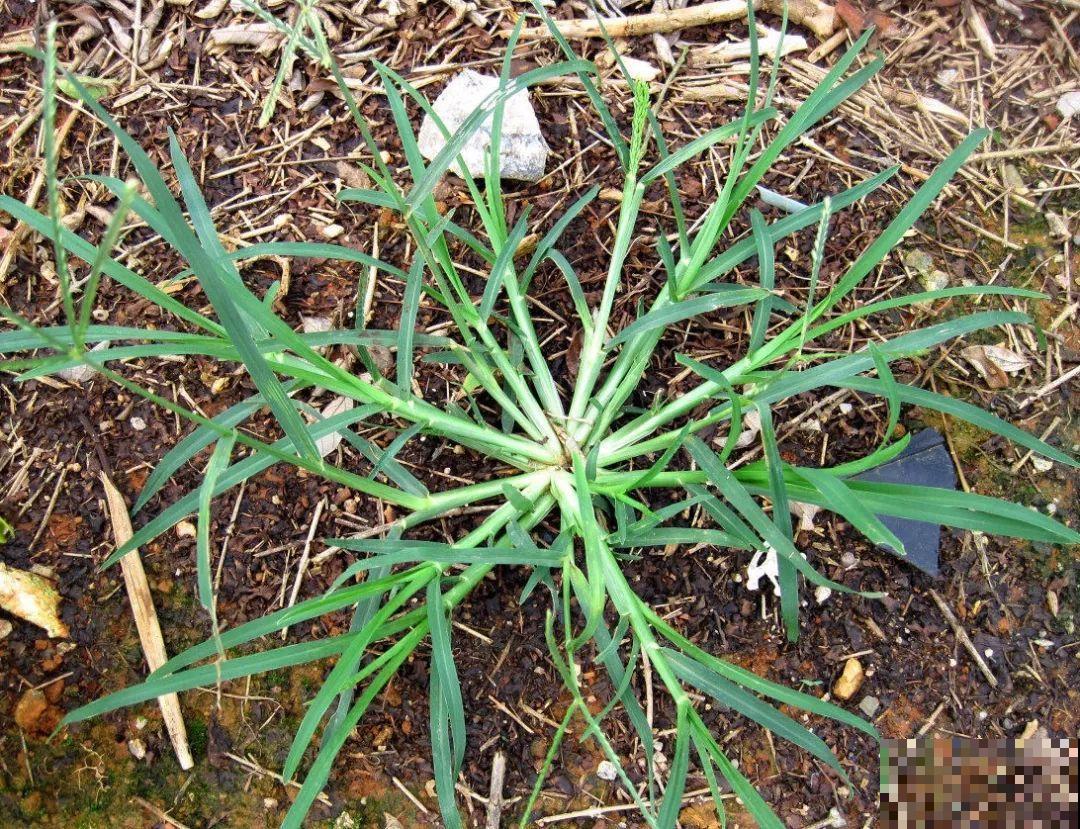 农村常见的牛筋草，拔出来扔掉太可惜，浑身是宝却少有人知