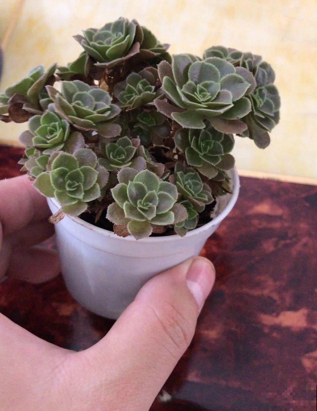 君子兰越小越值钱，养了4年，只有硬币大！