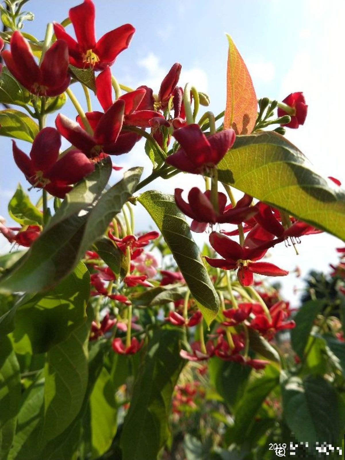 使君子这植物听过吗？绝对是花中美人，一开花倾倒万千花友！