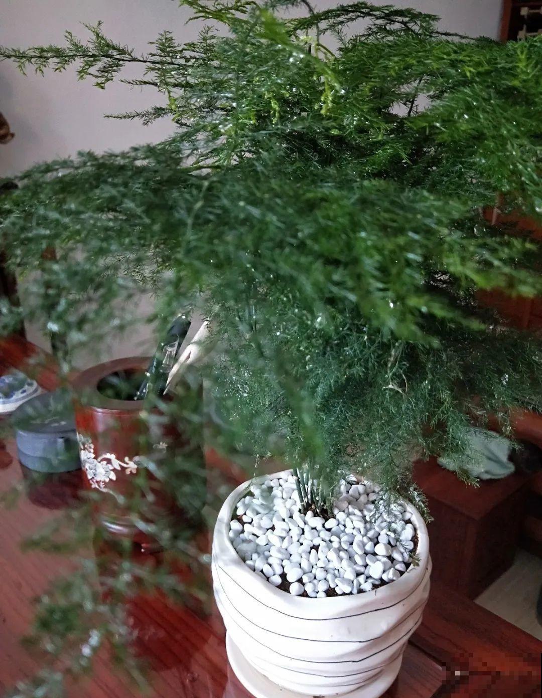 居家养花有讲究，一间房养一盆，干净又养人