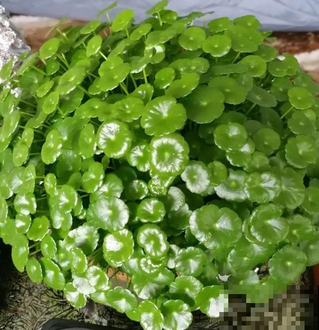 嫌花长得丑，趁现在砍头，满盆都是新叶子！