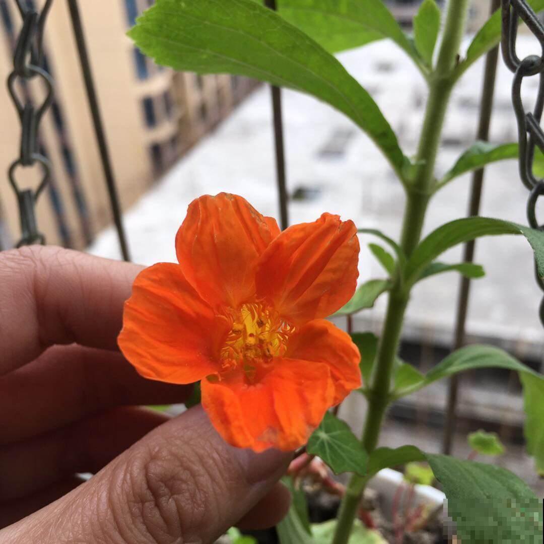旱金莲生命好顽强，半月不浇水照样猛蹿，灿烂大花开不停！