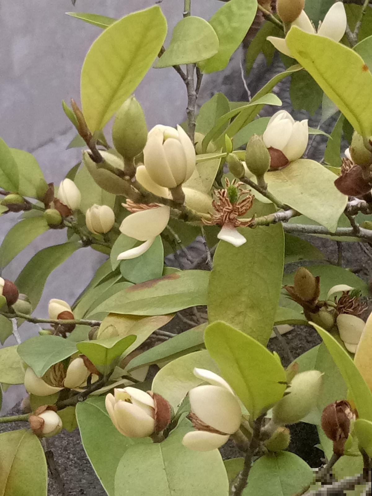 含笑花名字取得真喜庆，开花可爱动人，香味飘到邻居家！
