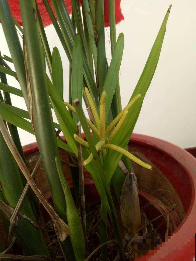2种花，一旦开花就得剪，不然整棵植物死翘翘