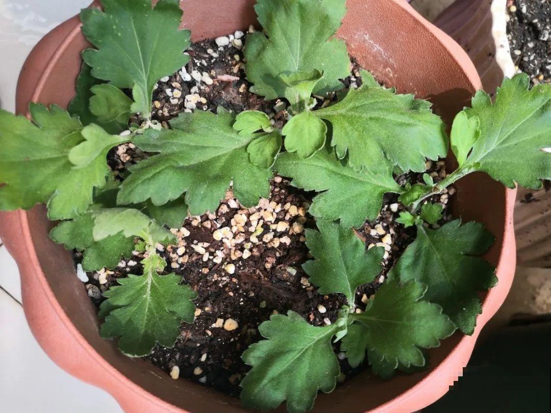20种常见花，扦插方法大全，不用再花钱买了！