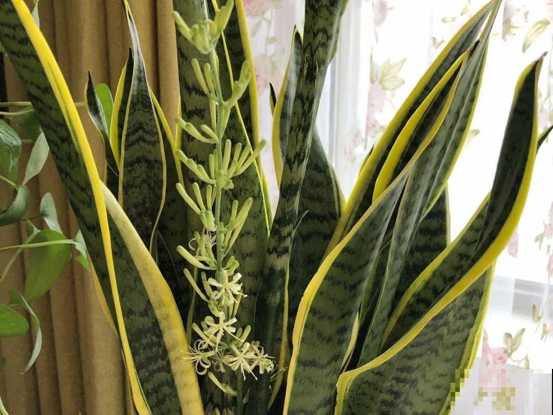 10种耐旱植物，平时少浇水，开花更准时！