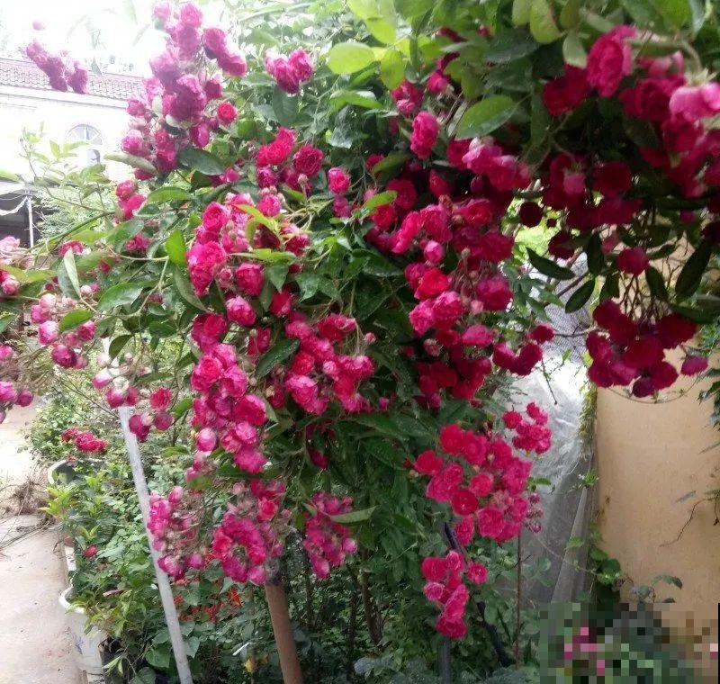 7种花要慎养，房前屋后都爬满，邻居有意见！