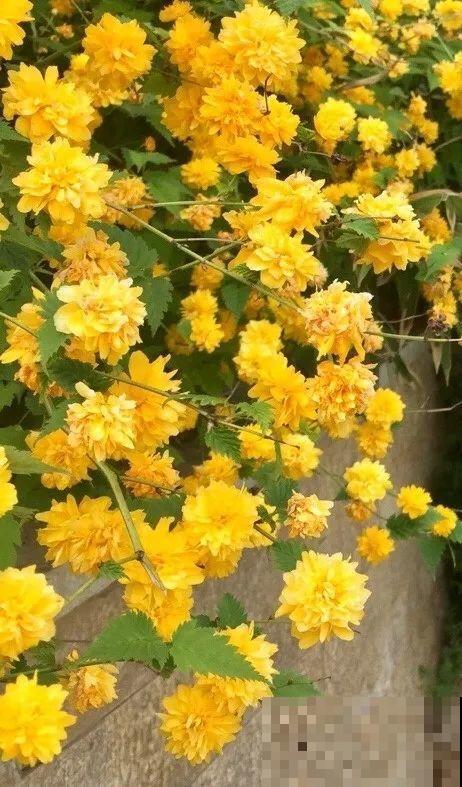 6种花种在大门口，花开一整片，镇宅又霸气！