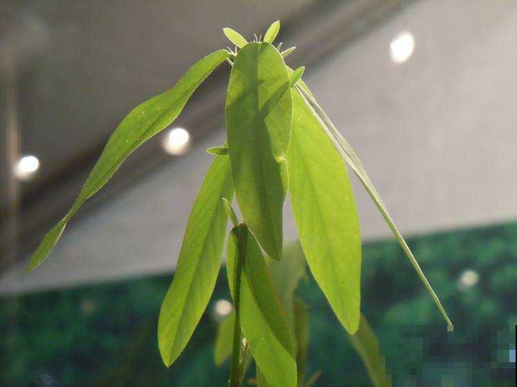 跳舞草一放音乐就翩翩起舞，旋转跳跃不停歇，真好玩！