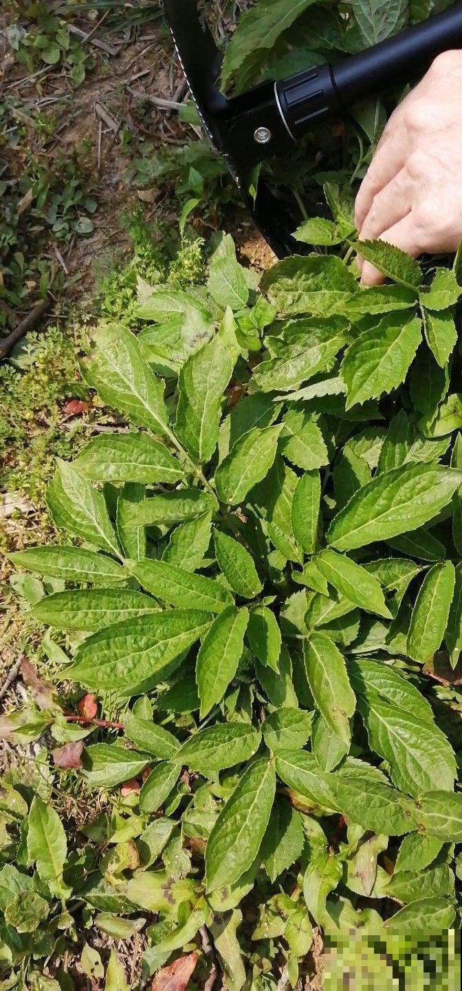 接骨草真的能接骨吗？农村地区的宝贝草，见到可不能放过！