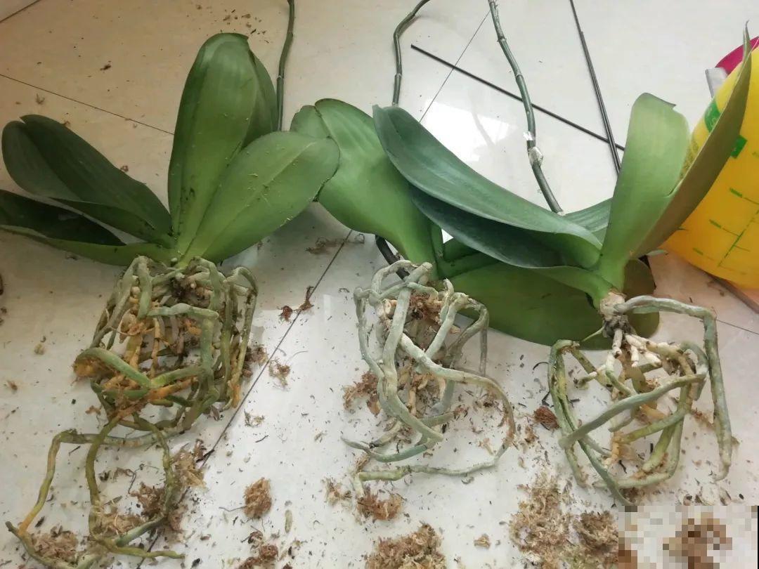 春天路边逛一遭，全是养花宝贝，赶紧捡回家