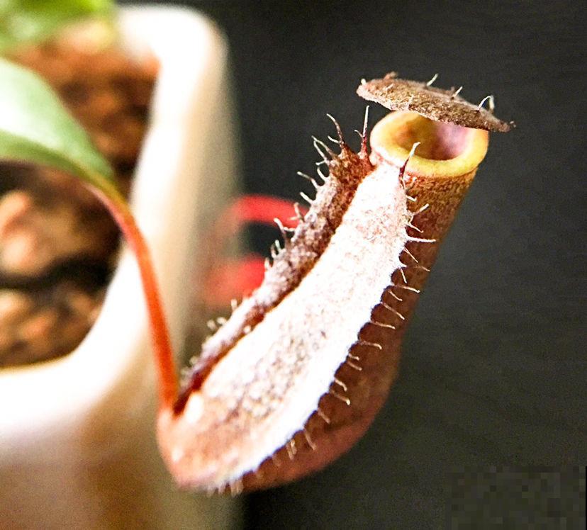 6种花爱吃蚊虫，家里养一盆，小虫子全吃光