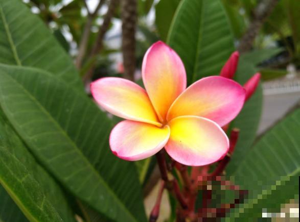 鸡蛋也会开花？没错，还是老中医非常喜欢的一种花！