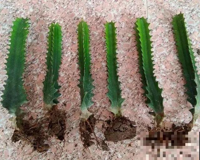 30年的芦荟，20年的龟背竹，硬生生把花养成了树！