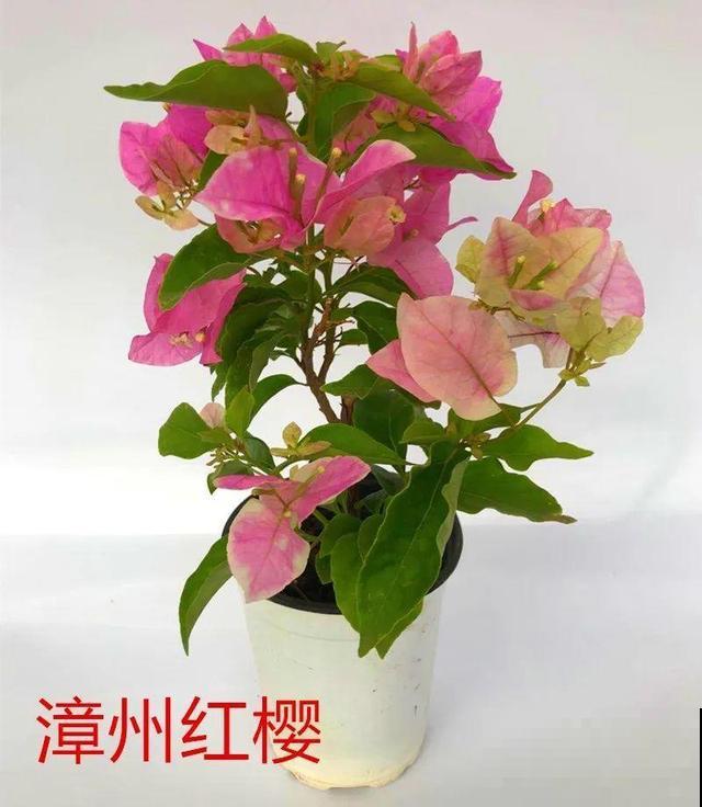 现在养三角梅，长的快、开花多，想开几次都行！