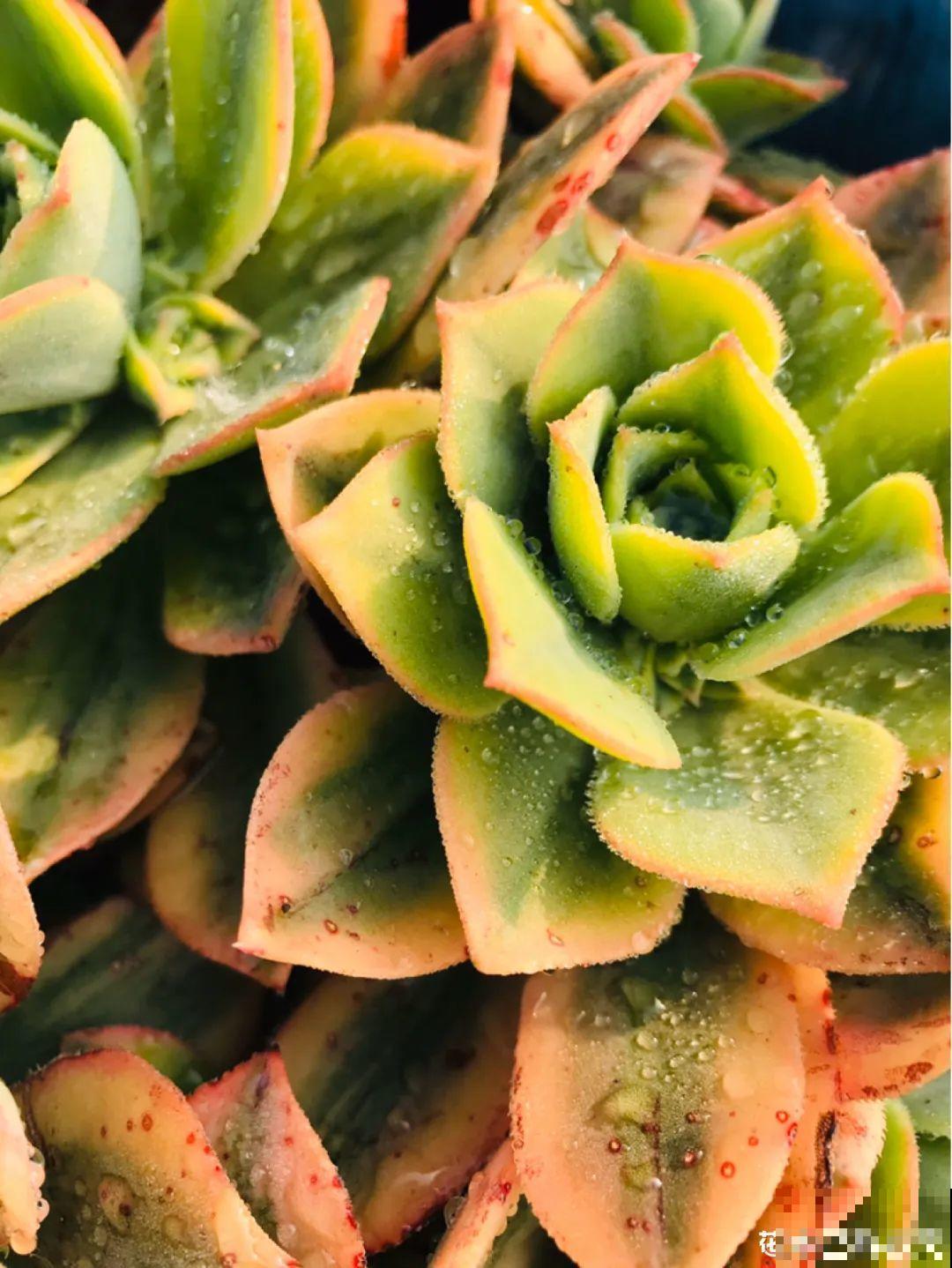 这10种花，天越热越扦插，3天冒出大白根！
