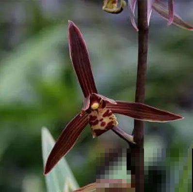 活的“香水花”，家里养一盆，有品位、气质佳！