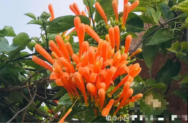 阳春三月，出门踏青，原来有这么多漂亮花！
