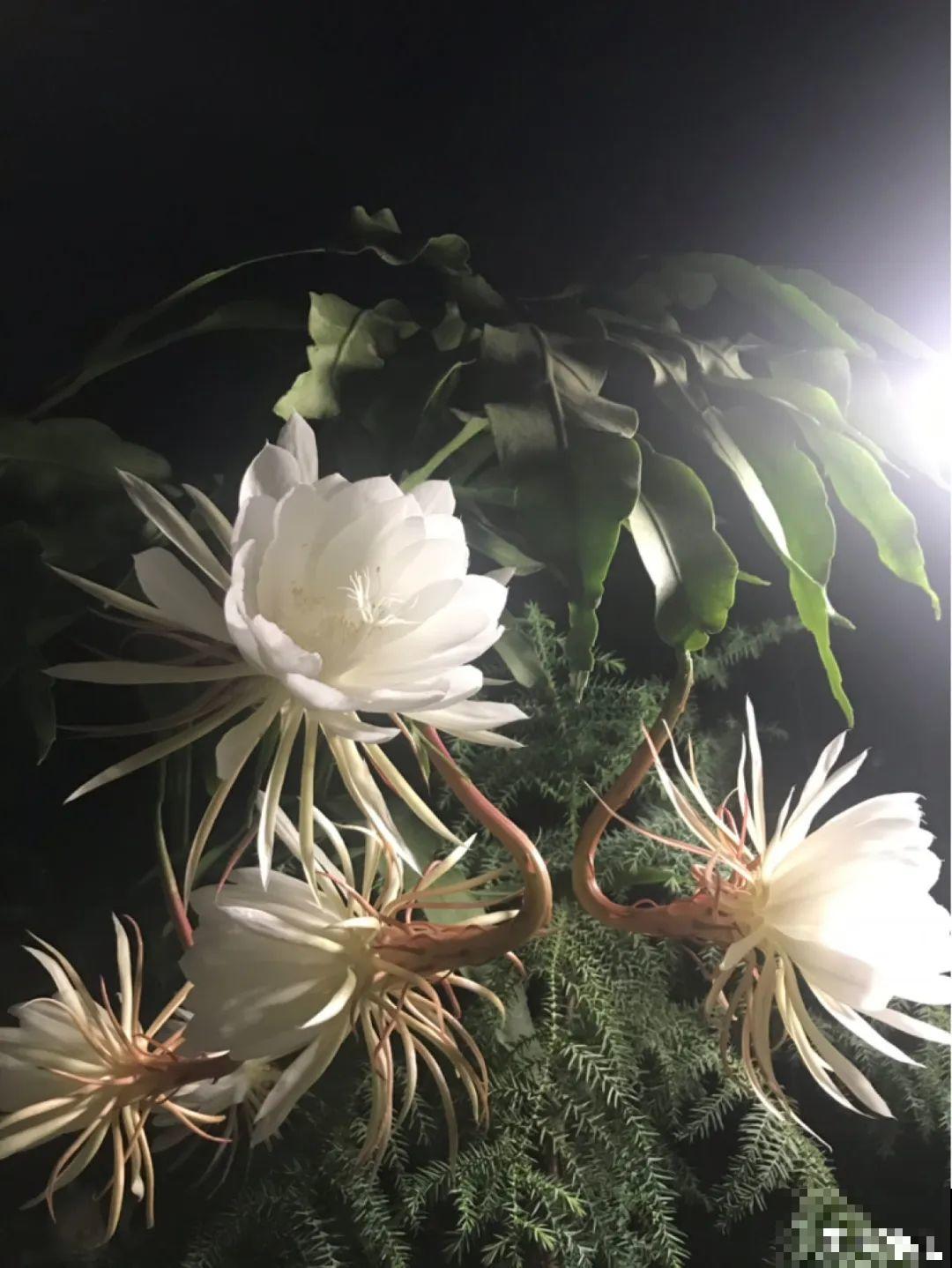 大爷家荷花种在花盆里，1次开花20朵，比巴掌还大！