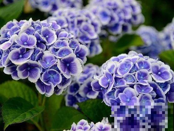 家里养盆绣球，开花大、气质好，谁见都要夸！
