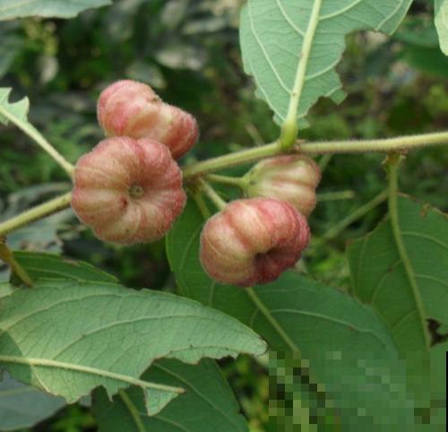 野外长出很多“小算盘”，看着好玩，但大人都不让孩子碰！