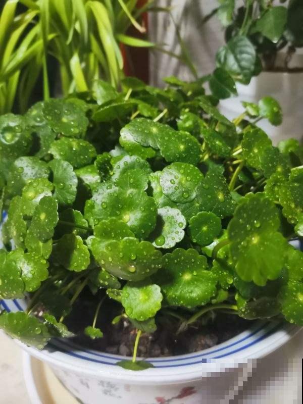 铜钱草过完冬蔫不拉几，剪刀咔嚓来一下，茂盛得密不透风！