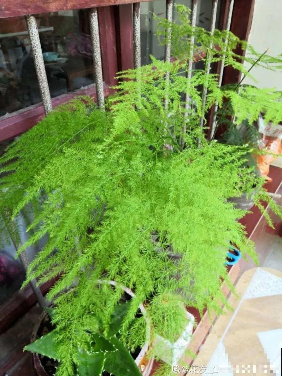 10种花，春天不能晒，躲屋里最安全！