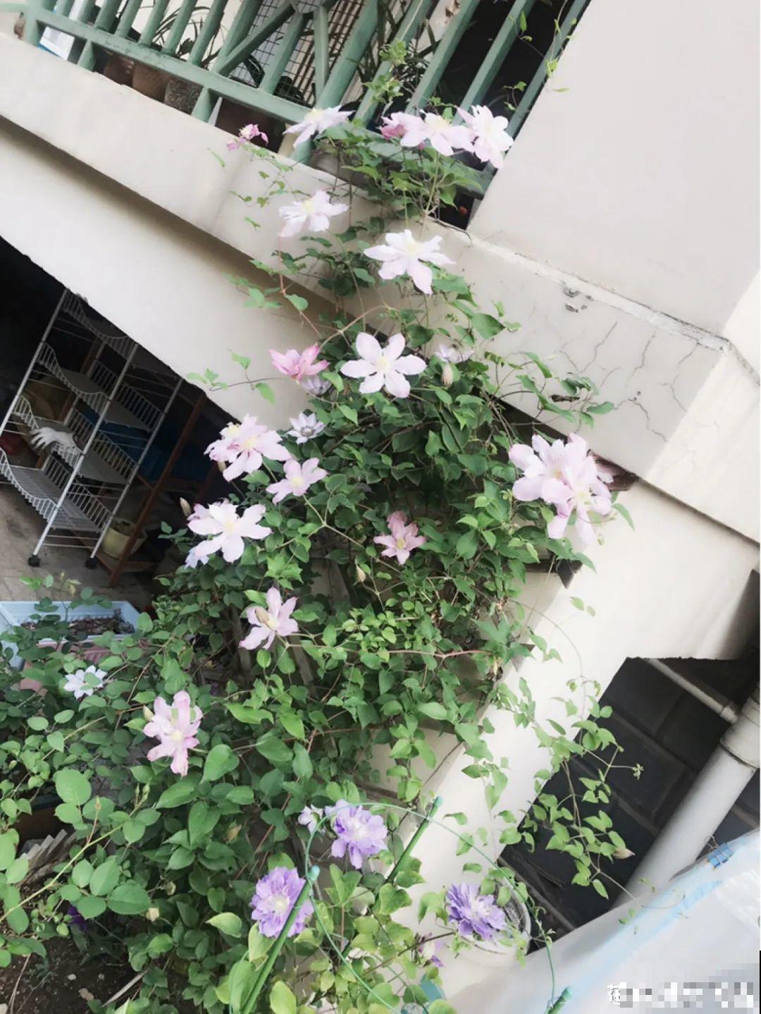 ！爱爬墙的20种花，嗖嗖爬满整面墙，看着心情就好