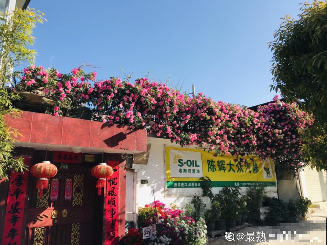 院子里养仙人掌，全身都是刺，堪比“狼牙棒”，小偷再也不敢来！