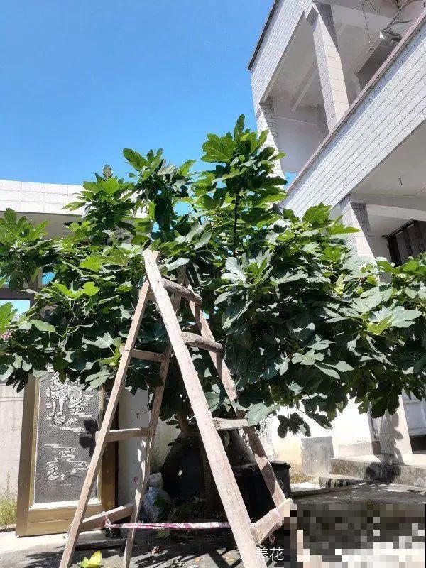 18种果树，最适合家养，风水好果子甜！