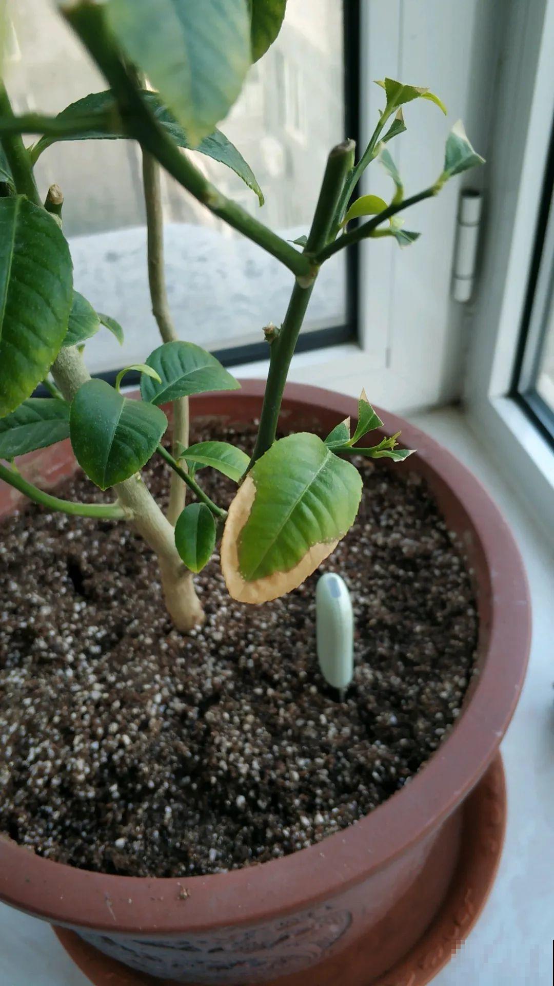 花一到春天就蔫巴，那是浇水浇少了，赶紧补水