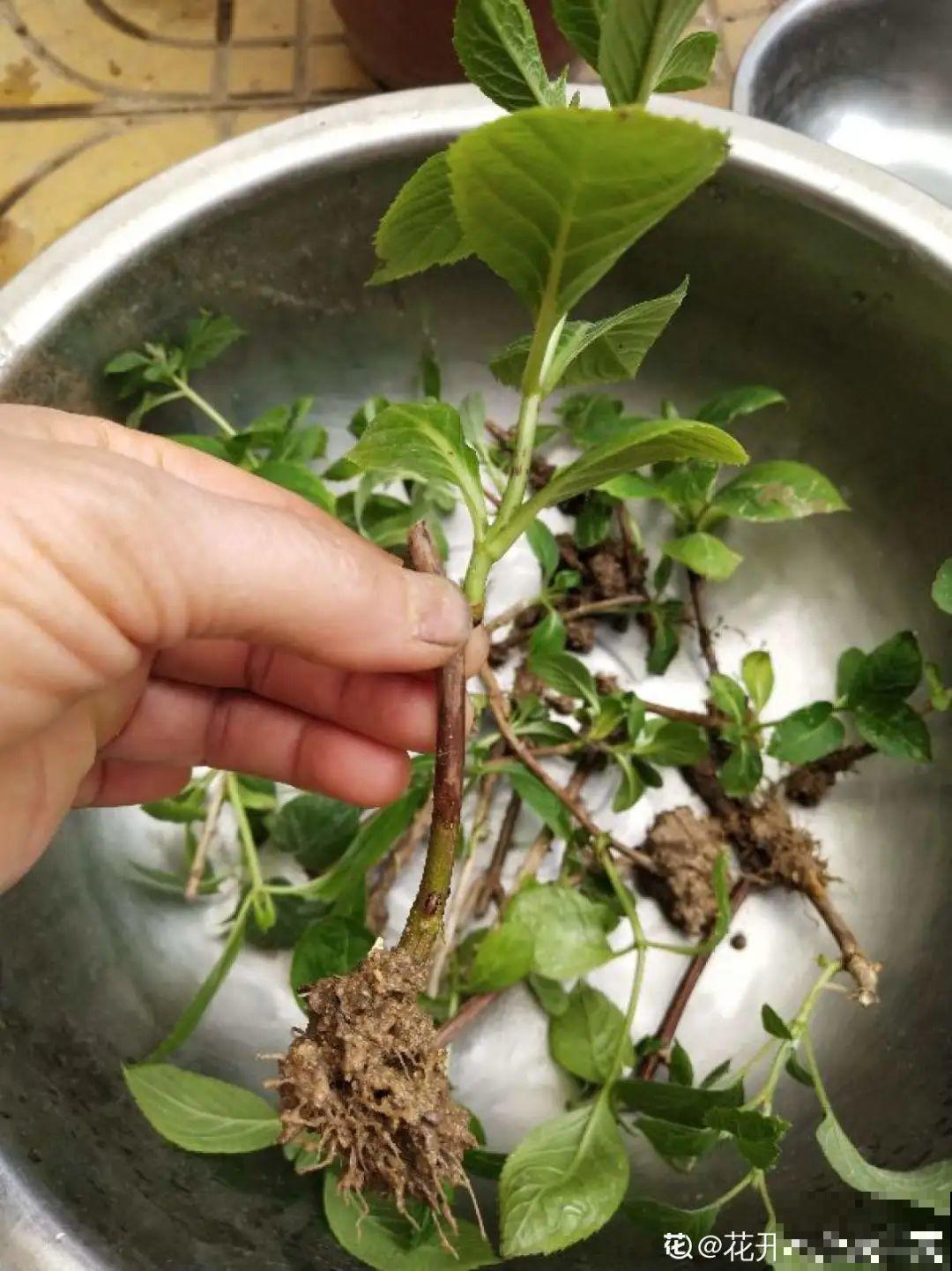 这10种花，天越热越扦插，3天冒出大白根！