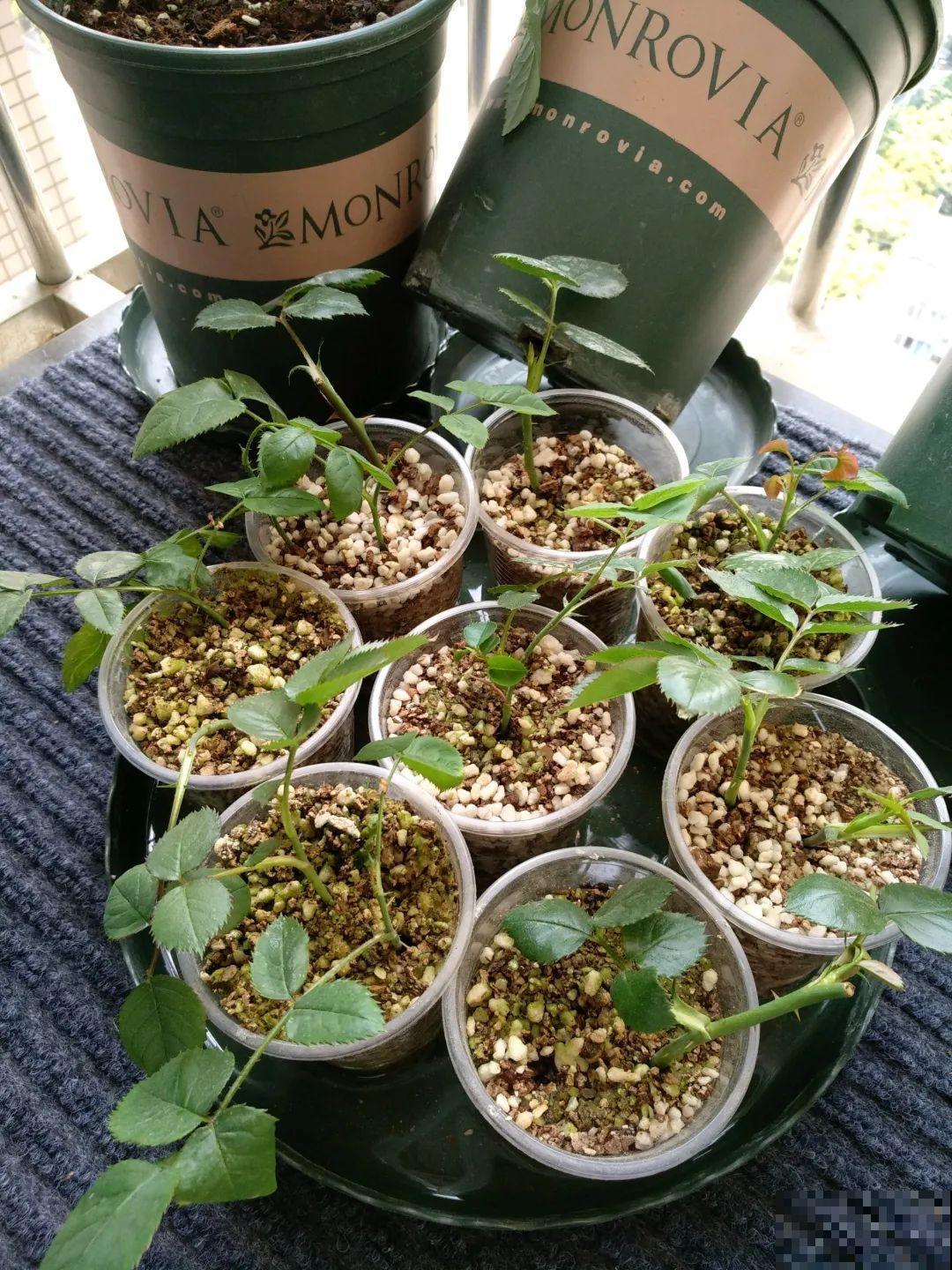 这10种花，天越热越扦插，3天冒出大白根！