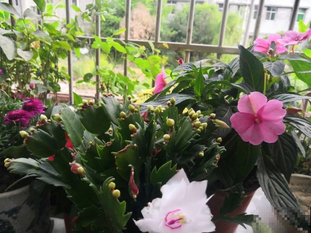 居家养花有讲究，一间房养一盆，干净又养人